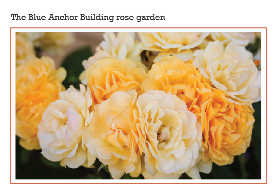 The Blue Anchor Building rose garden